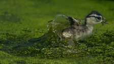 Wood duck, South Carolina, USA