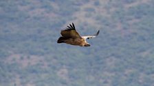 Cape Griffon vulture, South Africa