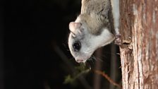 Northern flying squirrel, Maine, USA