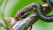 Paradise tree snake, Tenom, Borneo