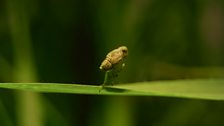 Planthopper, United Kingdom