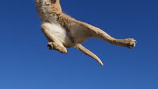 Caracal, Namibia, Southern Africa