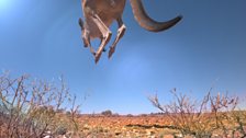 Red kangaroo, Fowlers Gap, Australia