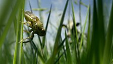 Planthopper (Issus species), United Kingdom