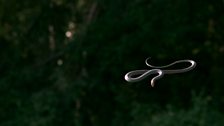 Paradise tree snake,Tenom, Borneo