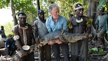 Gordon Buchanan holds New Guinea crocodile caught and released by Ngala crocodile hunters