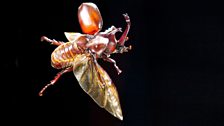 Japanese rhinoceros beetle, UK studio