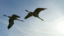 European crane, France