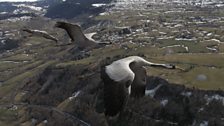 European crane, France