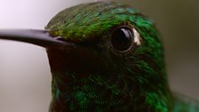 Hummingbird, Ecuador