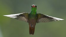 Hummingbird, Ecuador