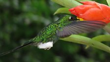 Booted racket-tailed hummingbird, Ecuador