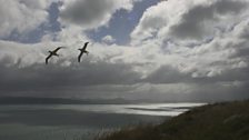 Northern royal albatross, Dunedin, New-Zealand