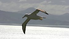 Northern royal albatross, Dunedin, New-Zealand