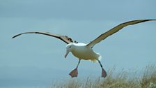 Northern royal albatross, Dunedin, New-Zealand