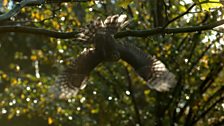 Eurasian sparrowhawk, Somerset, UK