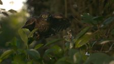 Sparrowhawk, Somerset, UK