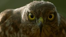 Eurasian Sparrowhawk, Somerset, UK