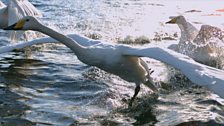 Whooper swan, Loch Lomond, Scotland