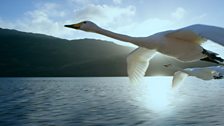 Whooper swan, Loch Lomond, Scotland