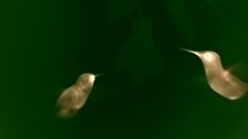 Hummingbird, thermal camera footage