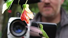 Booted racket-tailed hummingbird and cameraman Robin Smith, Ecuador