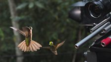 Hummingbird, Ecuador