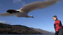 Whooper swan with trainer Rose Buck, Loch Lomond, Scotland