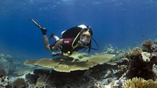 British Indian Ocean Territory - Pristine Coral Reefs