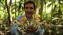 British Indian Ocean Territory - Coconut Crab