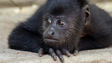 Howler monkey