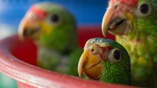 Baby parrots in a bucket