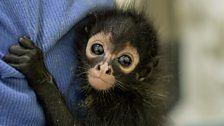 Baby spider monkey clings to Anna