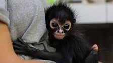 Baby spider monkey with Anna