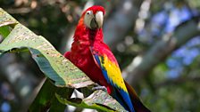 Scarlet macaw