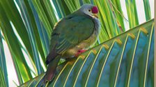 Pitcairn Islands - Henderson fruit dove