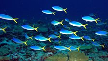 British Indian Ocean Territory  - A shoal of Blue and Yellow Fusiliers