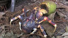 British Indian Ocean Territory - An adult coconut crab