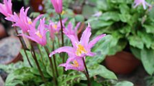 Erythronium Revolutum “ Waverley Stargazer”