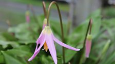 Erythronium Revolutum