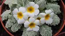 Primula Aureata