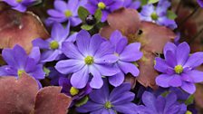 Hepatica “Merlin”