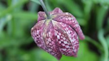 Fritillaria Meleagris or Snake’s Head Fritillary