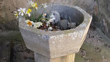 Daffodils on display