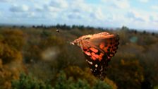 Small Toirtoiseshell butterfly (Aglais ichnusa), UK