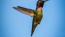 Male Anna's hummingbird (Calypte anna), California, USA