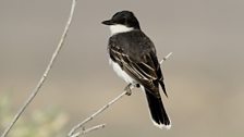 Eastern kingbird (Tyrannus tyrannus), Oregon USA