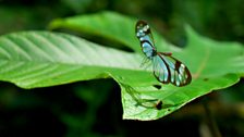 Glass-wing butterfly (Greta oto), UK
