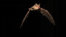 Brazilian free-tailed bat (Tadarida brasiliensis), Ecuador