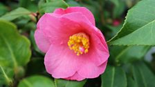 Semi double camellia “ Muskoka”